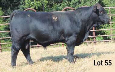 Lot 55 - TJB 745S MASTERPIECE 565C ET